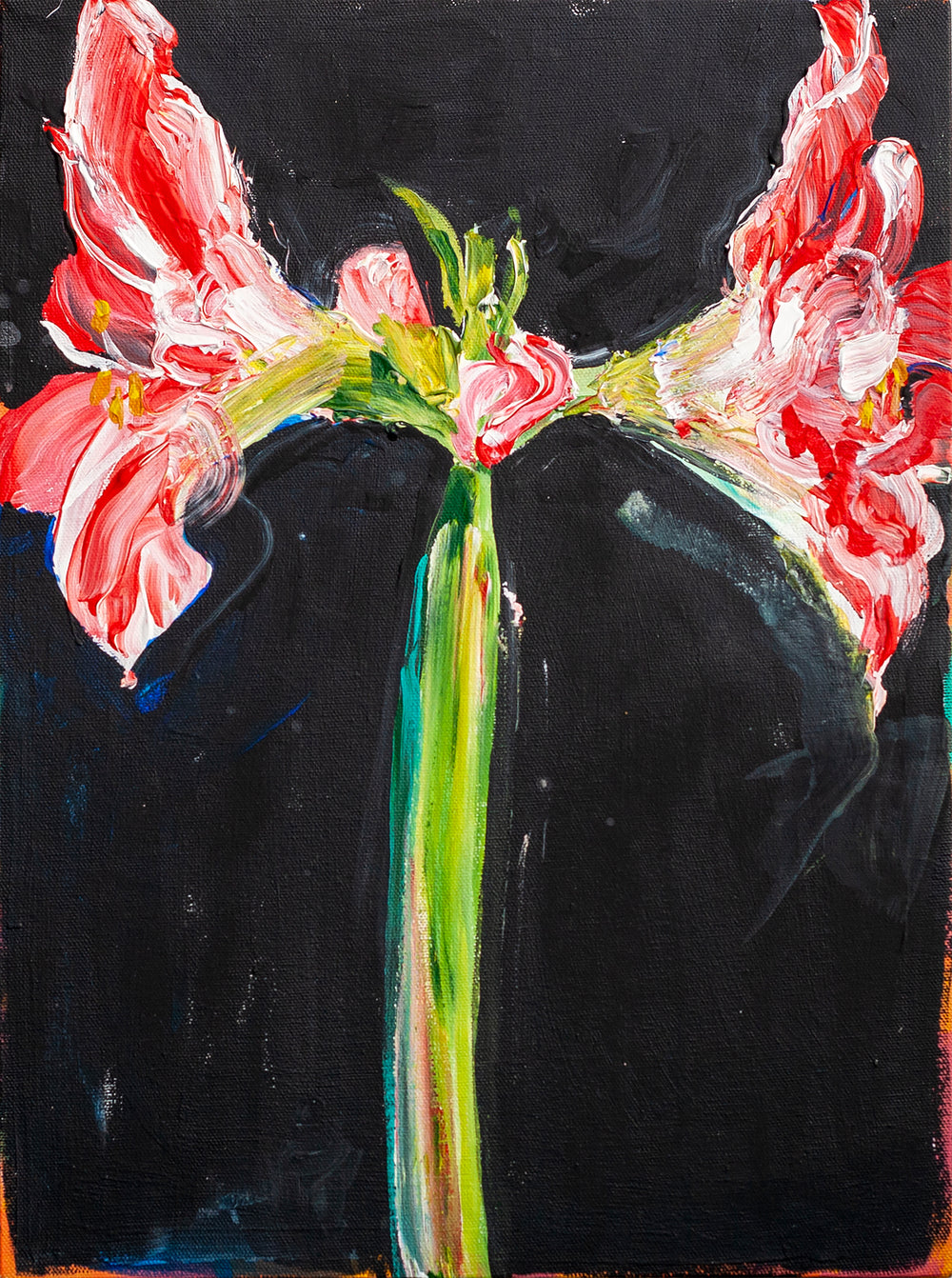 Amaryllis